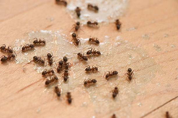 Best Best Pest Control Companies  in Leetsdale, PA